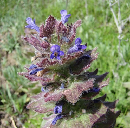 Изображение особи Ajuga orientalis.