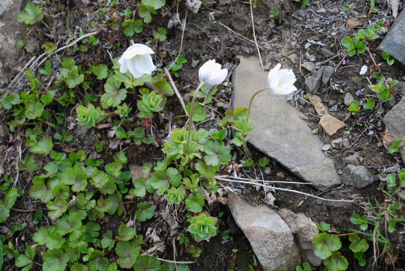 Image of Anemone parviflora specimen.