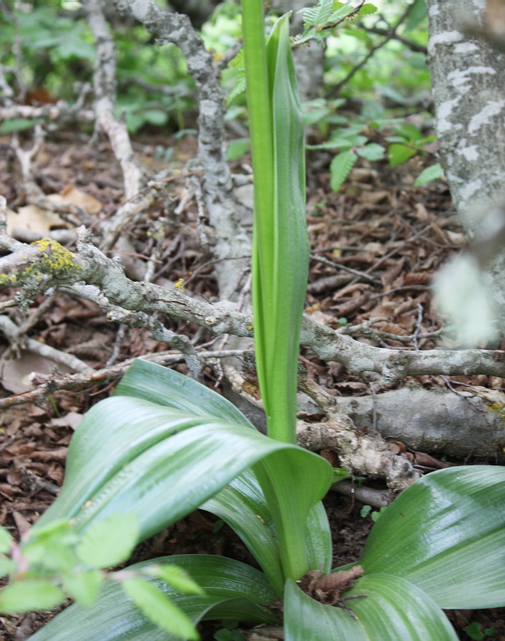 Image of Orchis purpurea specimen.