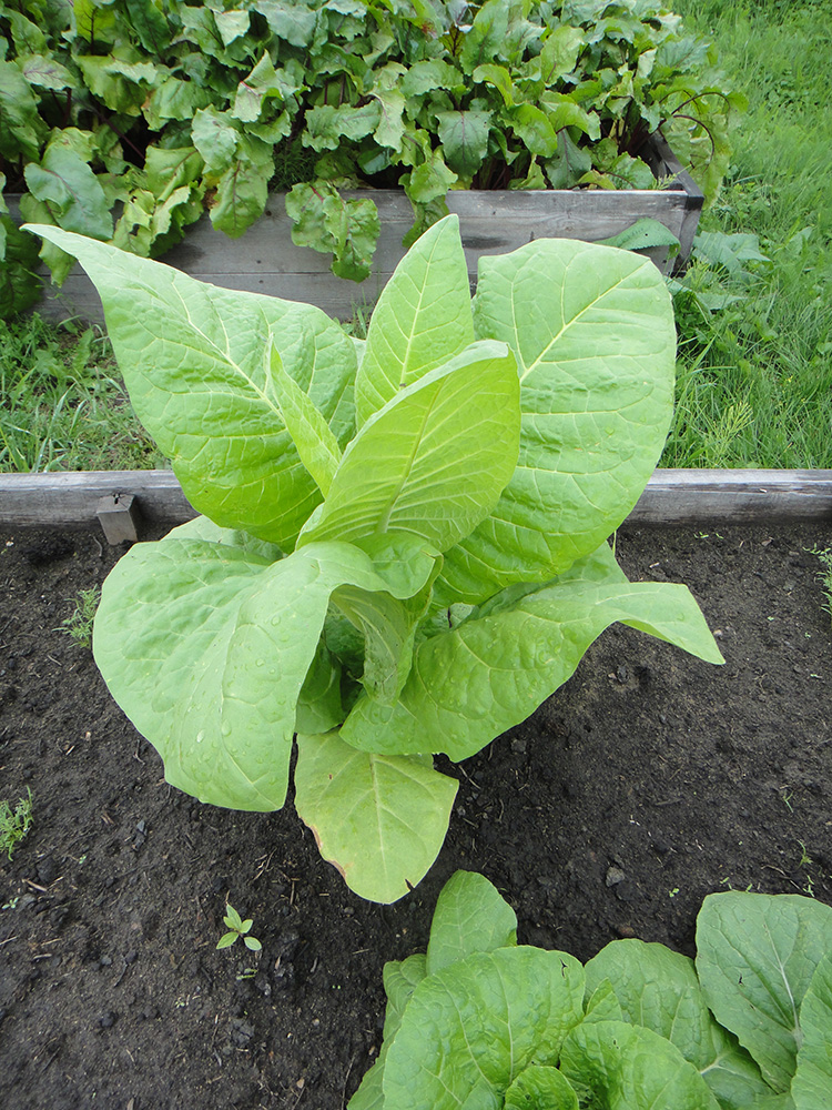 Image of Nicotiana tabacum specimen.