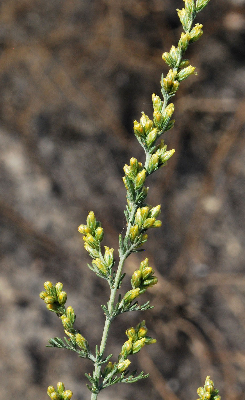 Image of Artemisia serotina specimen.