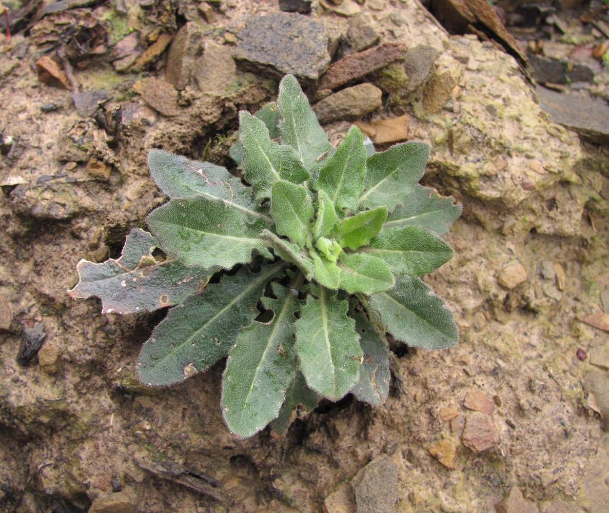 Image of Turritis glabra specimen.