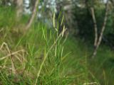 Cardamine umbellata