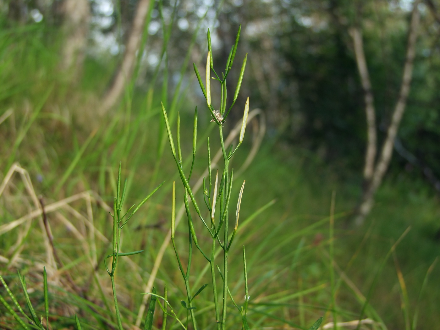 Image of Cardamine umbellata specimen.