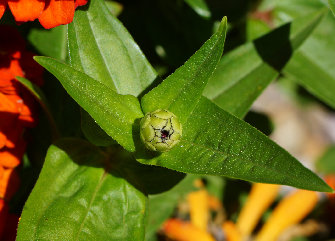 Image of Zinnia elegans specimen.