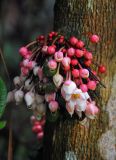 Saurauia rubens