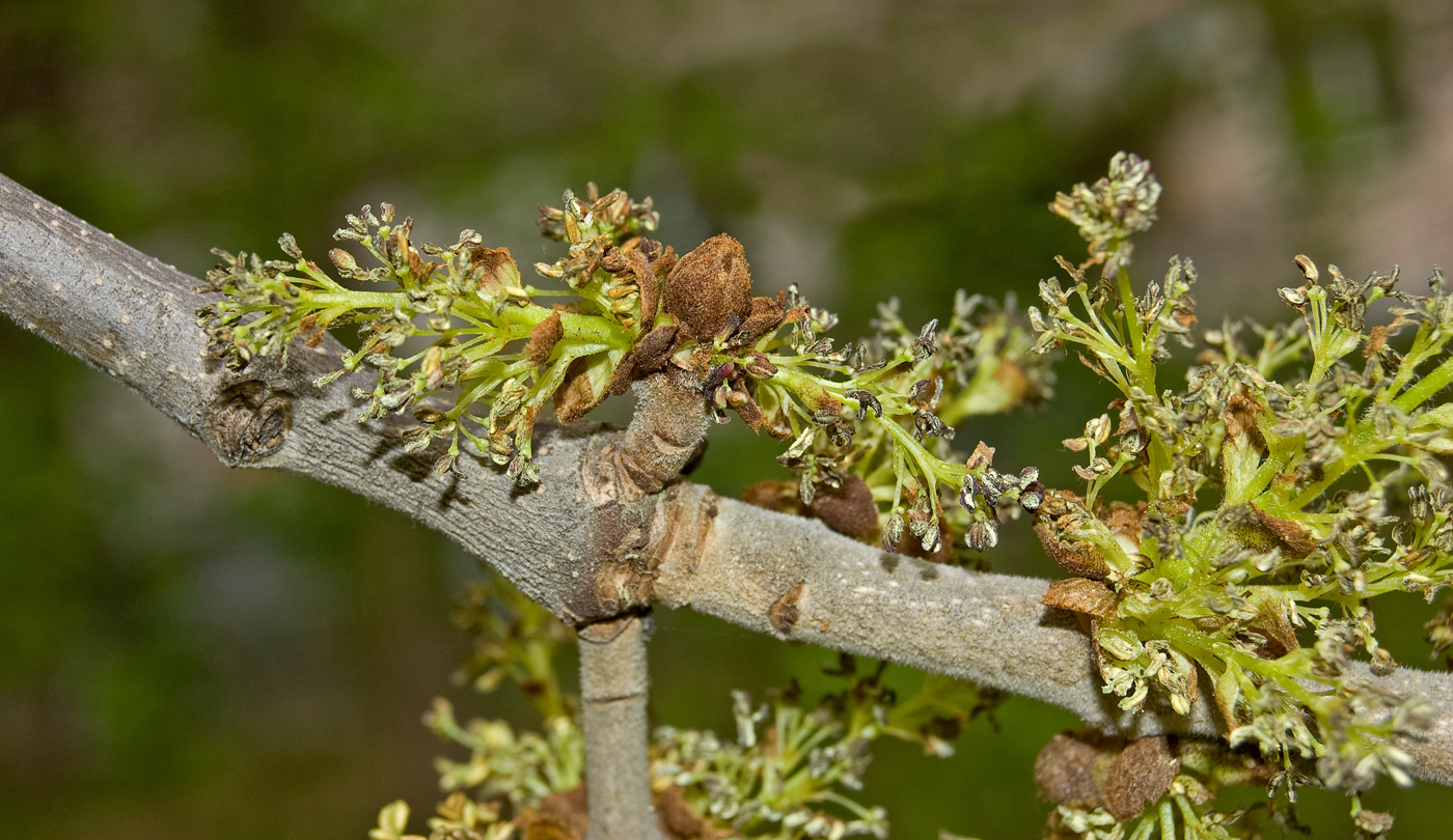 Image of Fraxinus pennsylvanica specimen.