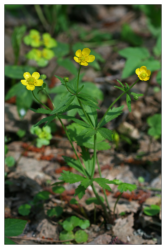 Изображение особи Ranunculus cassubicus.