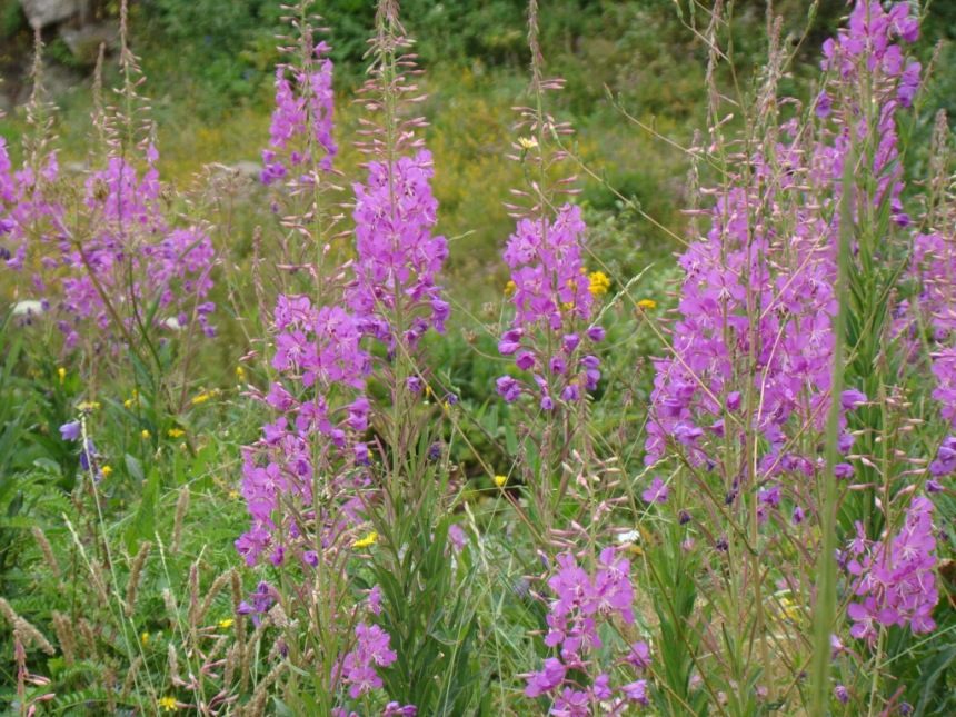 Image of Chamaenerion angustifolium specimen.