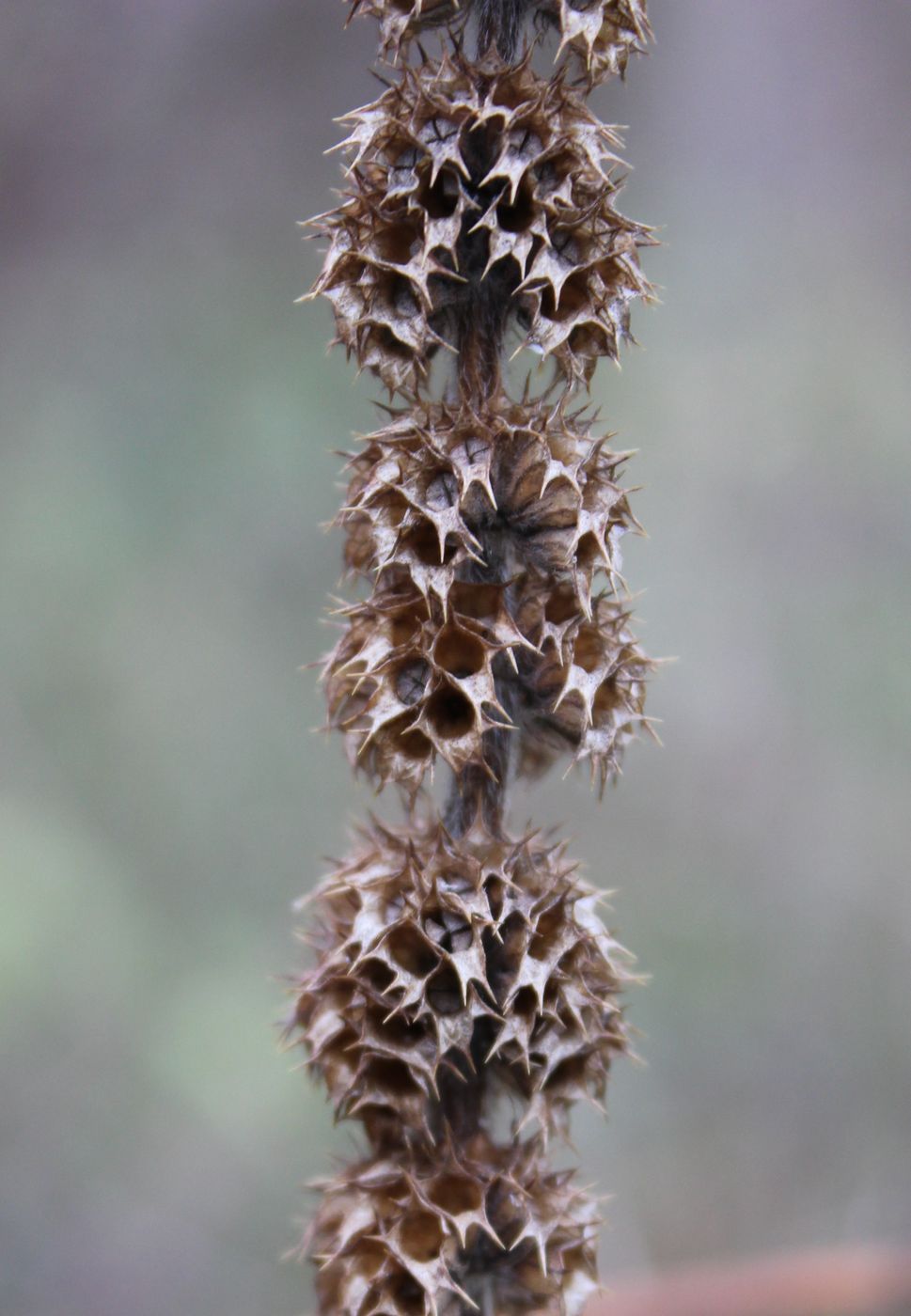 Image of Leonurus quinquelobatus specimen.