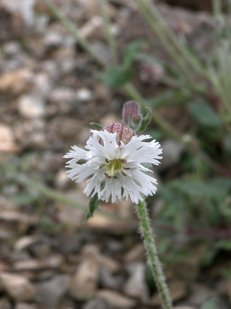 Image of Oberna lacera specimen.