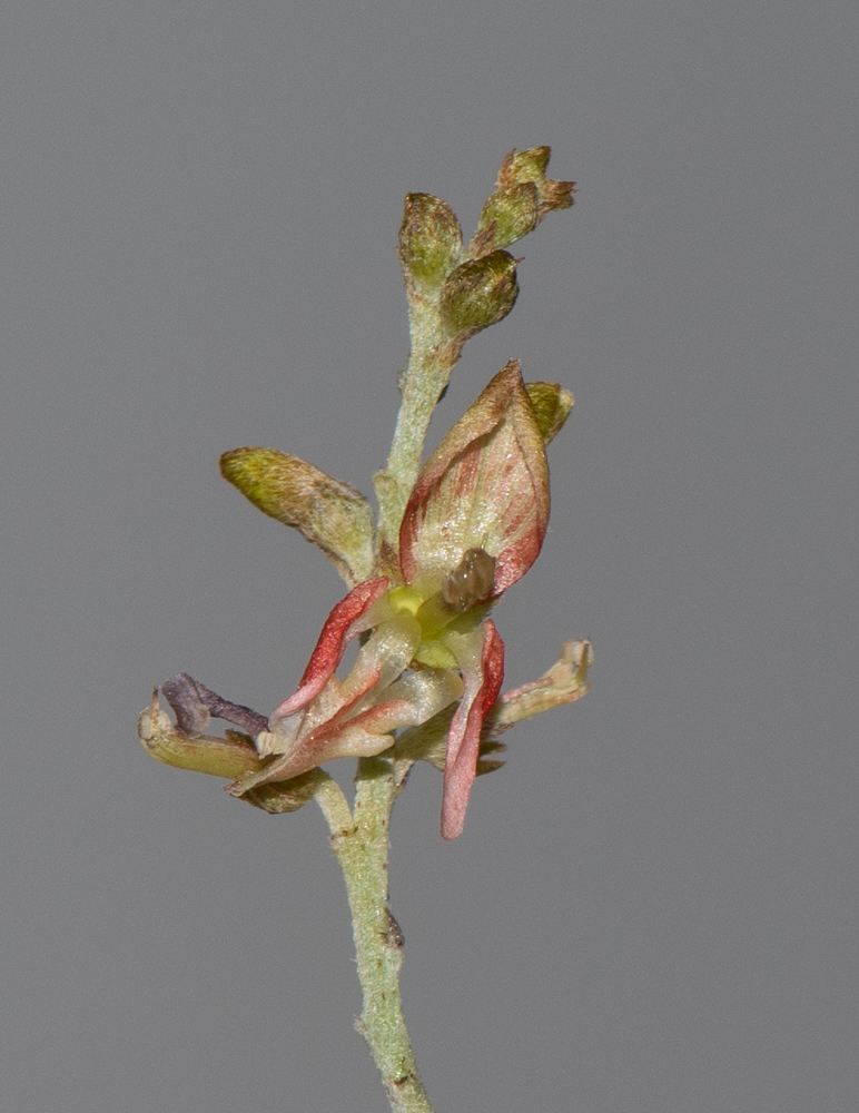 Image of Indigofera articulata specimen.