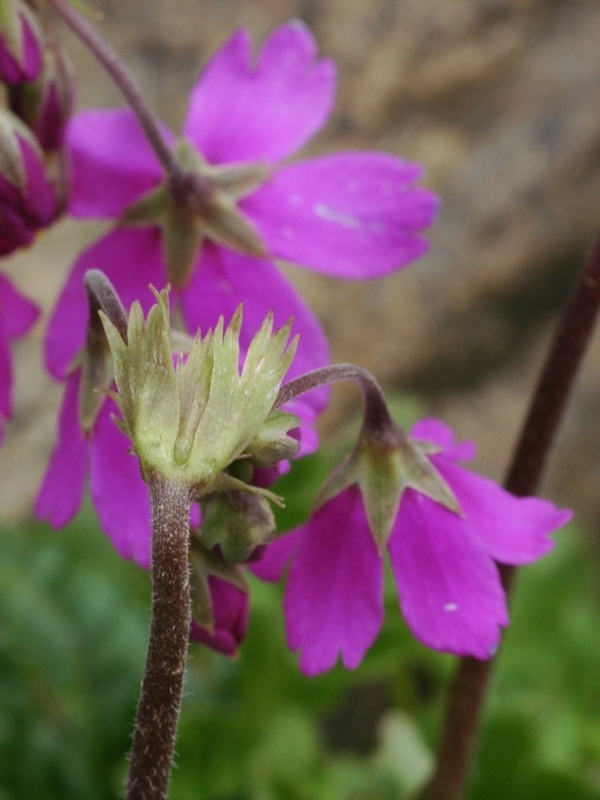 Image of Cortusa brotheri specimen.