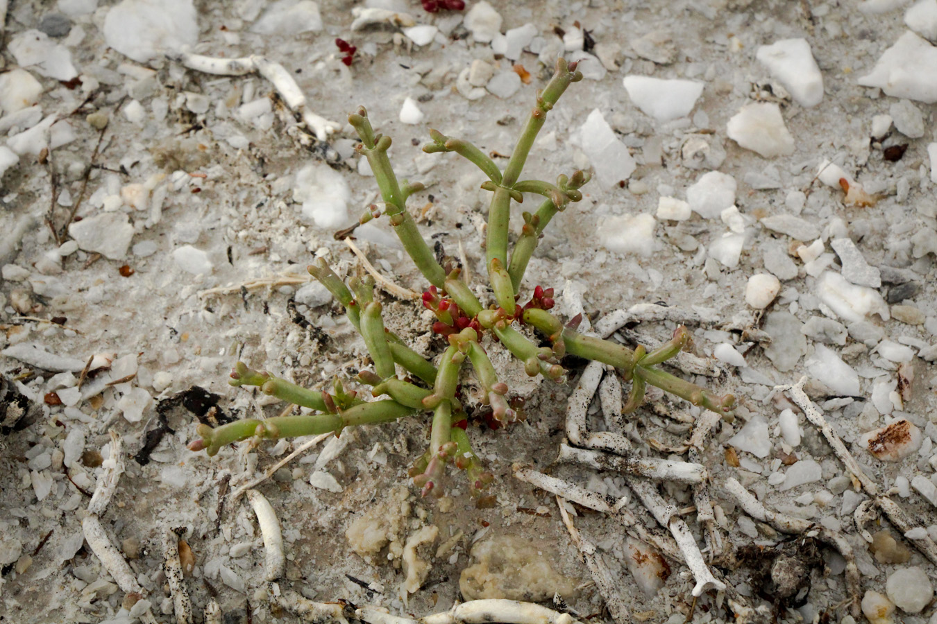 Image of Anabasis truncata specimen.