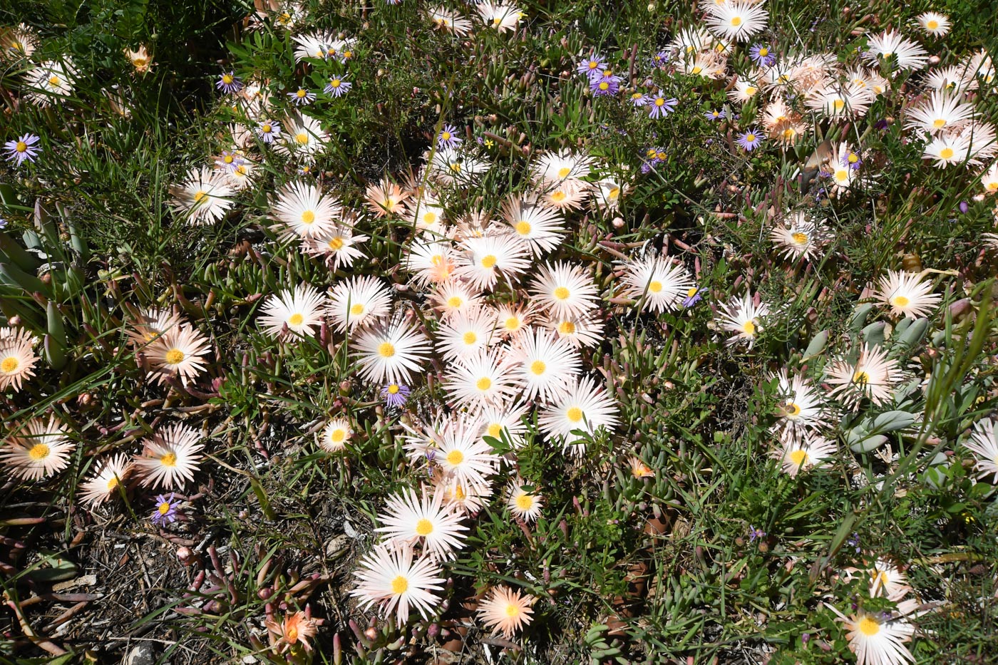 Изображение особи Jordaaniella anemoniflora.