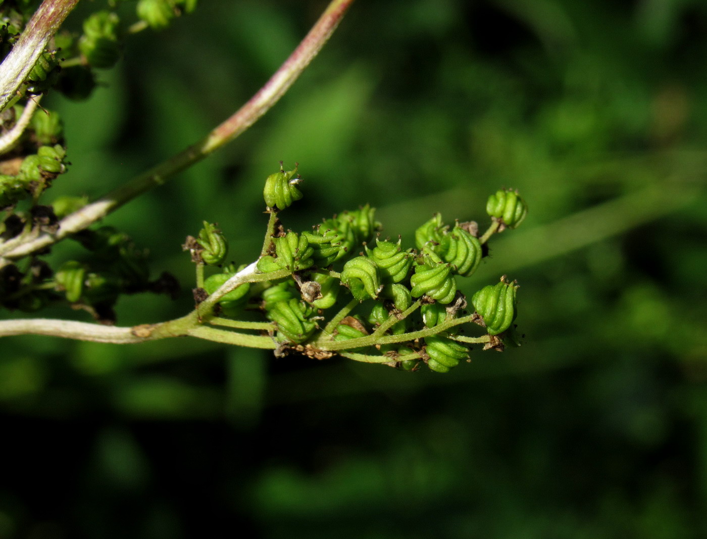 Image of Filipendula ulmaria specimen.