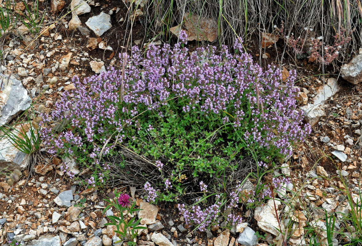 Image of Thymus pulegioides specimen.