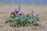 Iris glaucescens