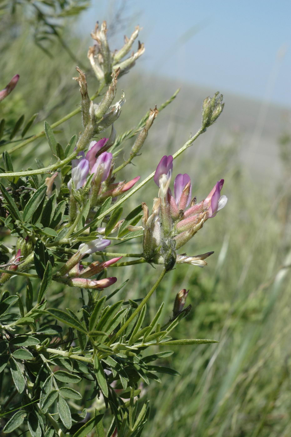 Image of Astragalus aktiubensis specimen.