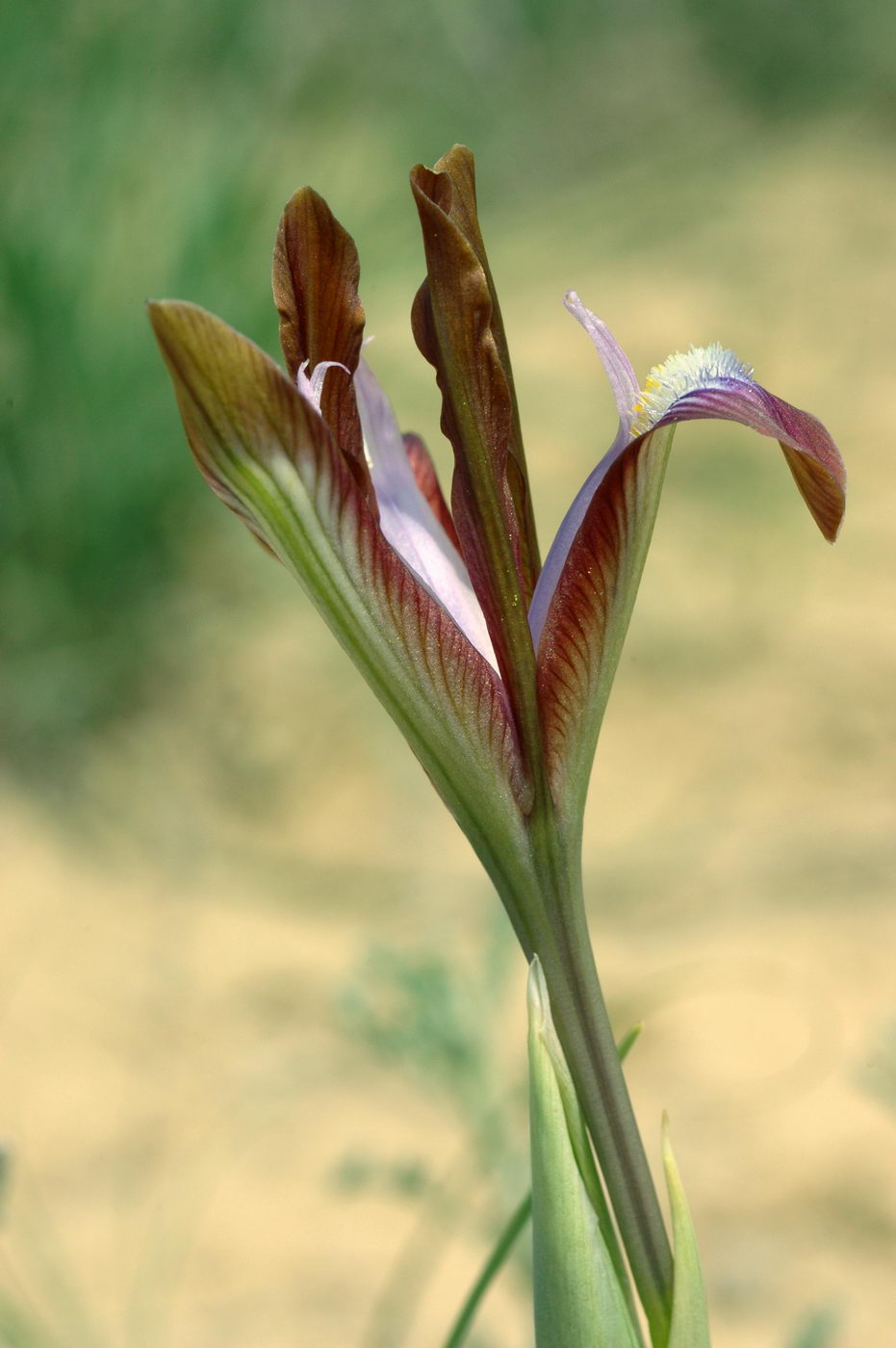 Изображение особи Iris longiscapa.