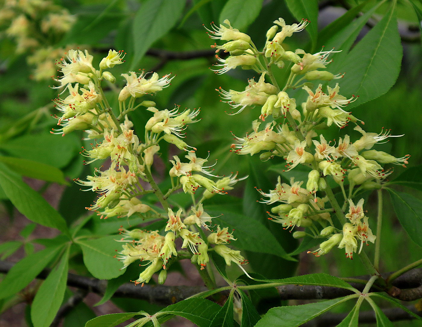 Image of Aesculus glabra specimen.