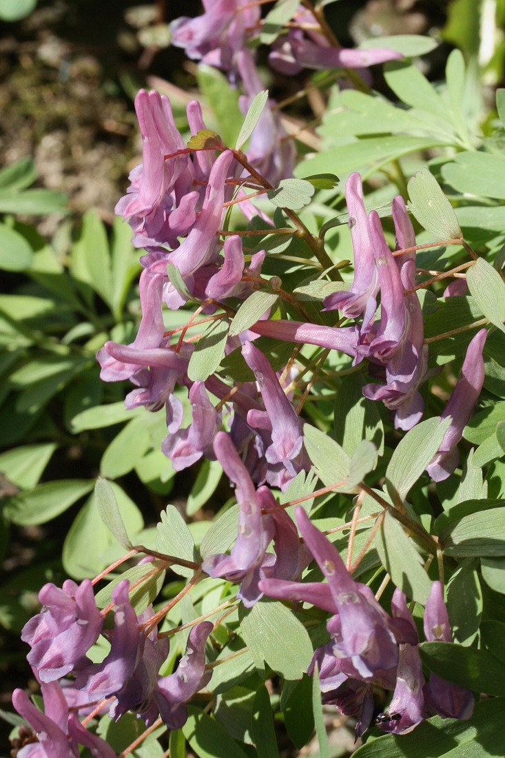 Image of Corydalis solida specimen.