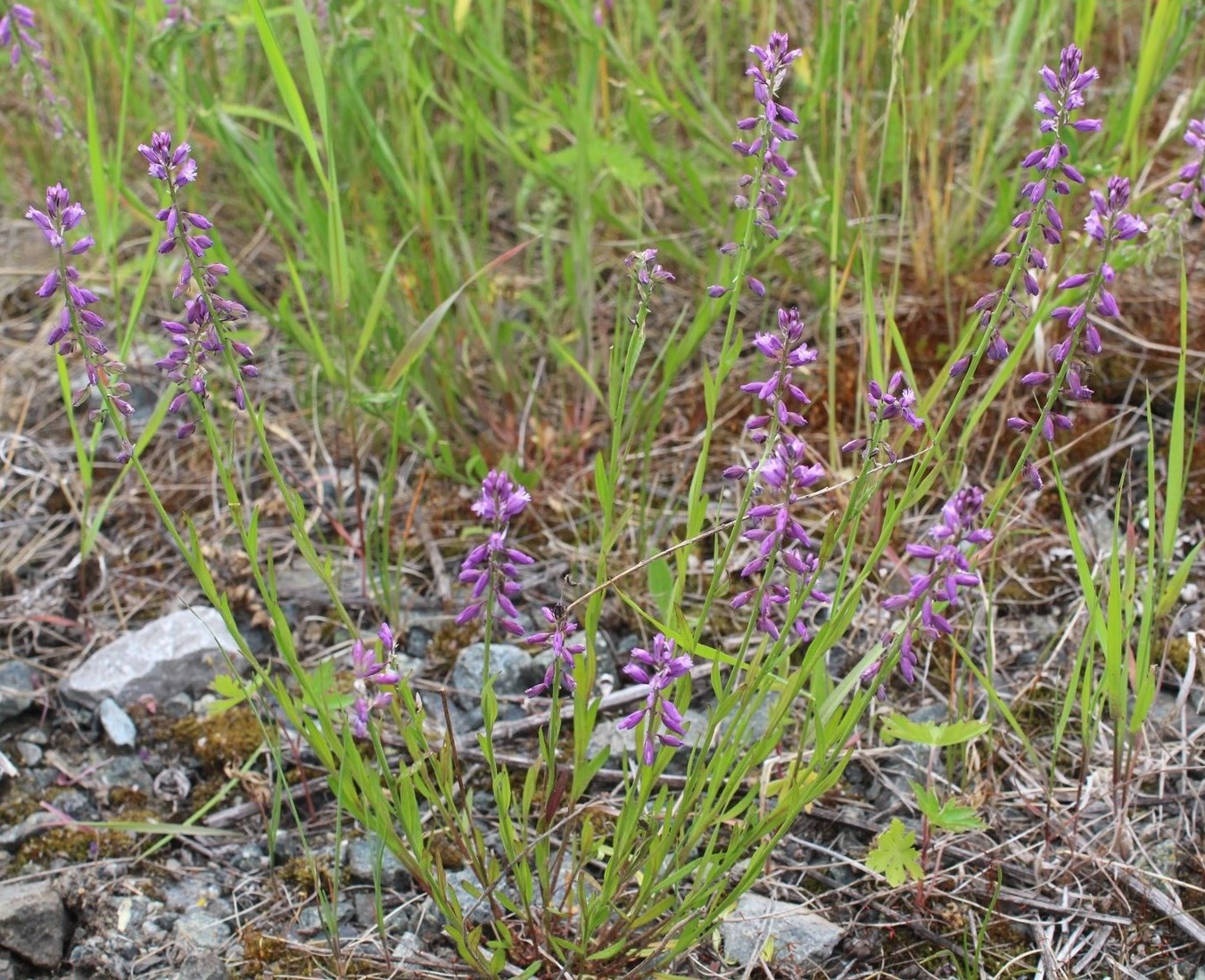 Изображение особи Polygala hybrida.