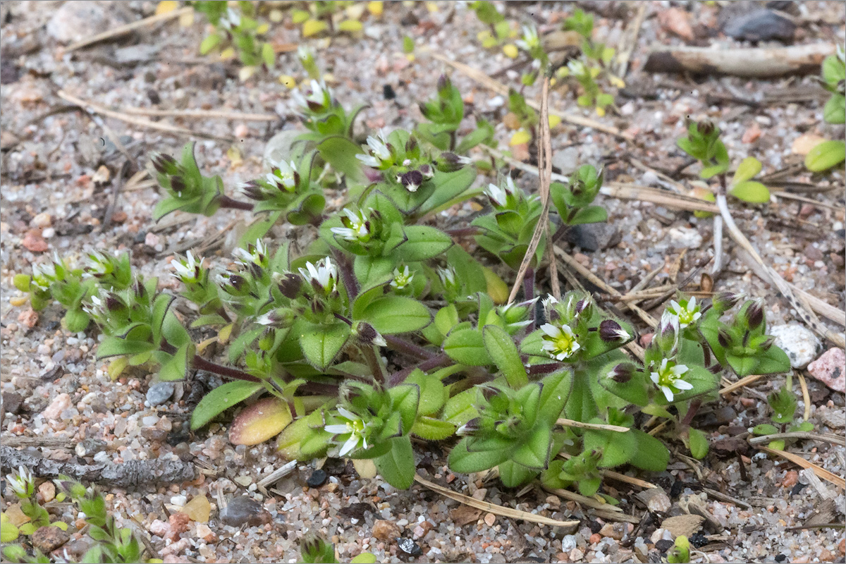 Image of Cerastium semidecandrum specimen.