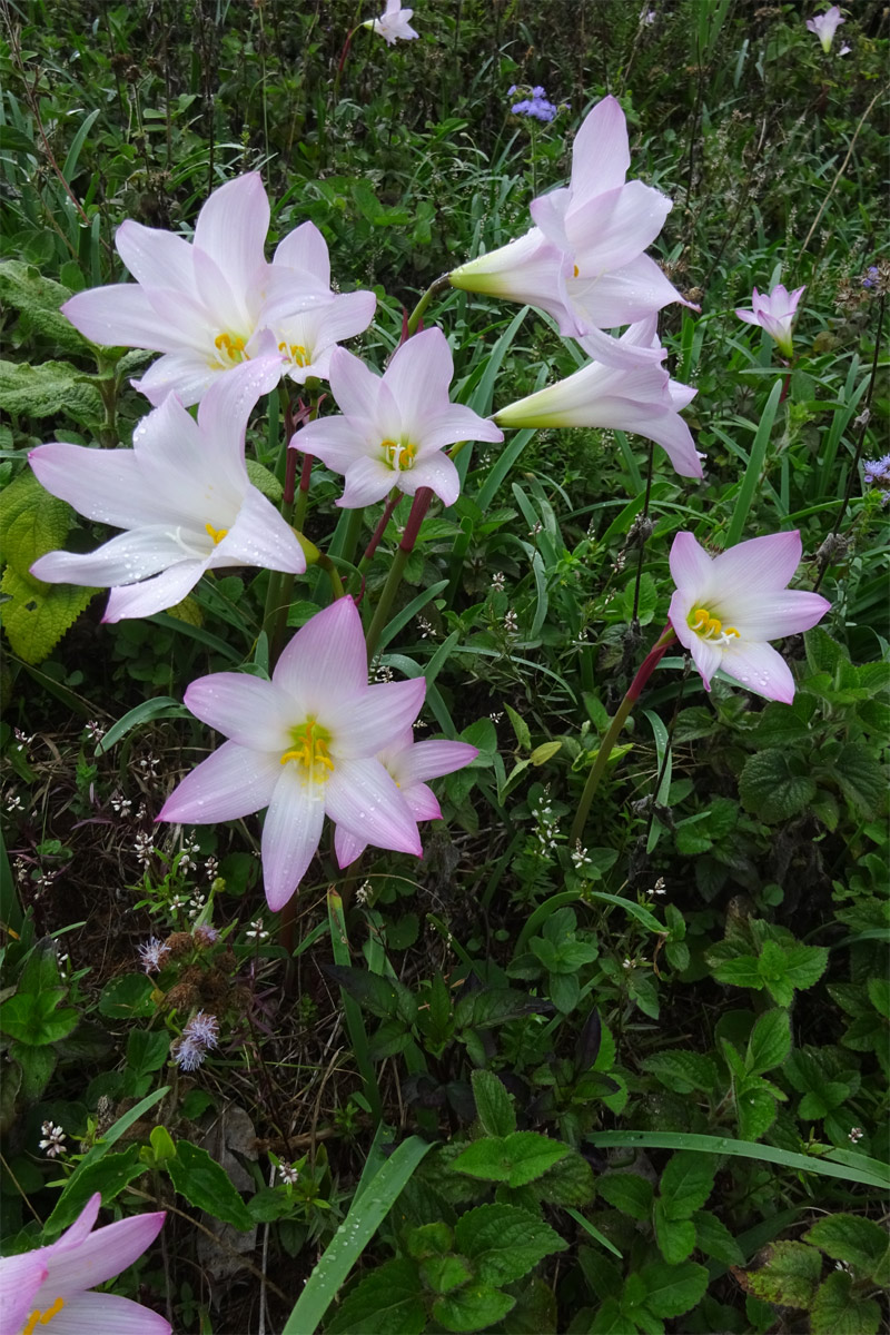 Изображение особи Zephyranthes rosea.