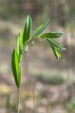 Polygonatum odoratum. Верхушка цветущего растения. Ленинградская обл., Лужский р-н, окр. оз. Лебевое, сосновый бор. 30.05.2020.