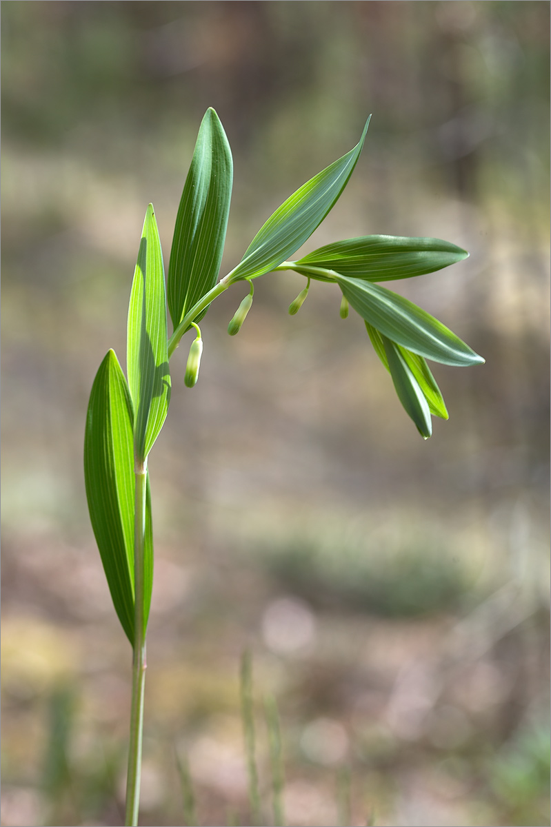 Изображение особи Polygonatum odoratum.