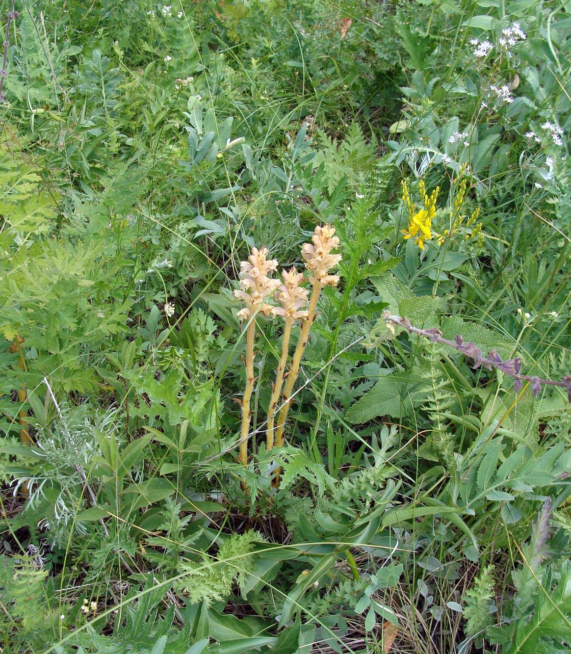 Image of Orobanche bartlingii specimen.