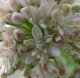 Allium denudatum