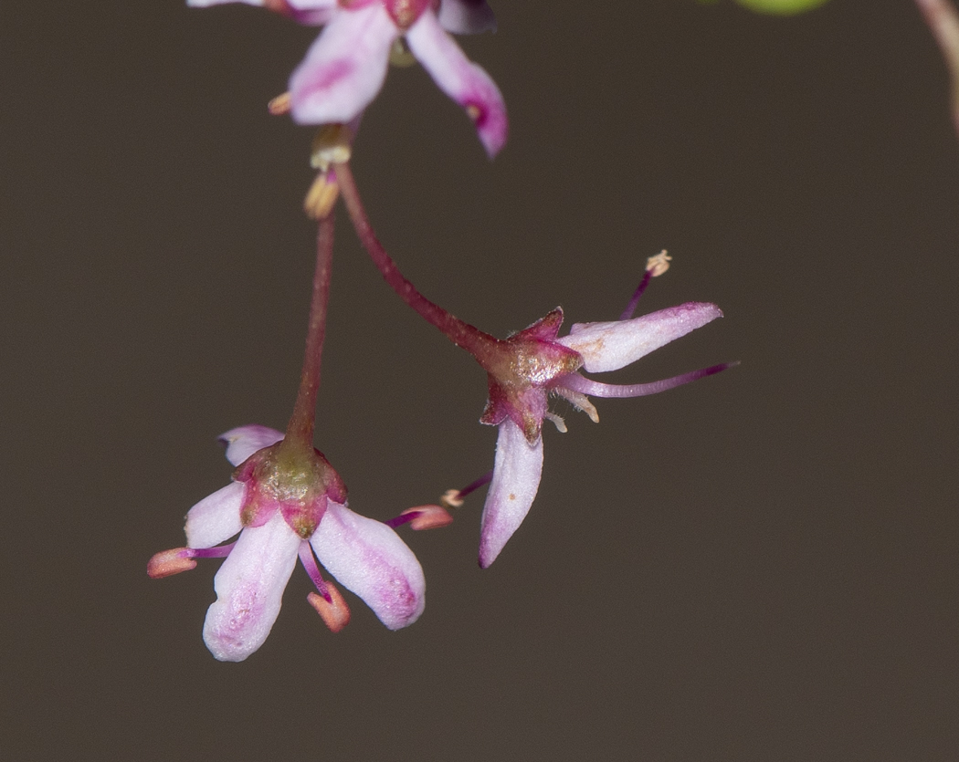 Изображение особи Agathosma ovata.