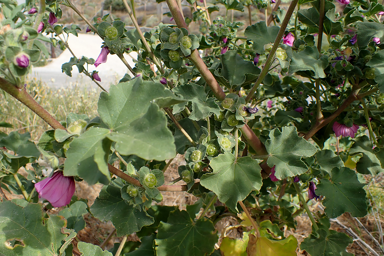 Image of Malva arborea specimen.