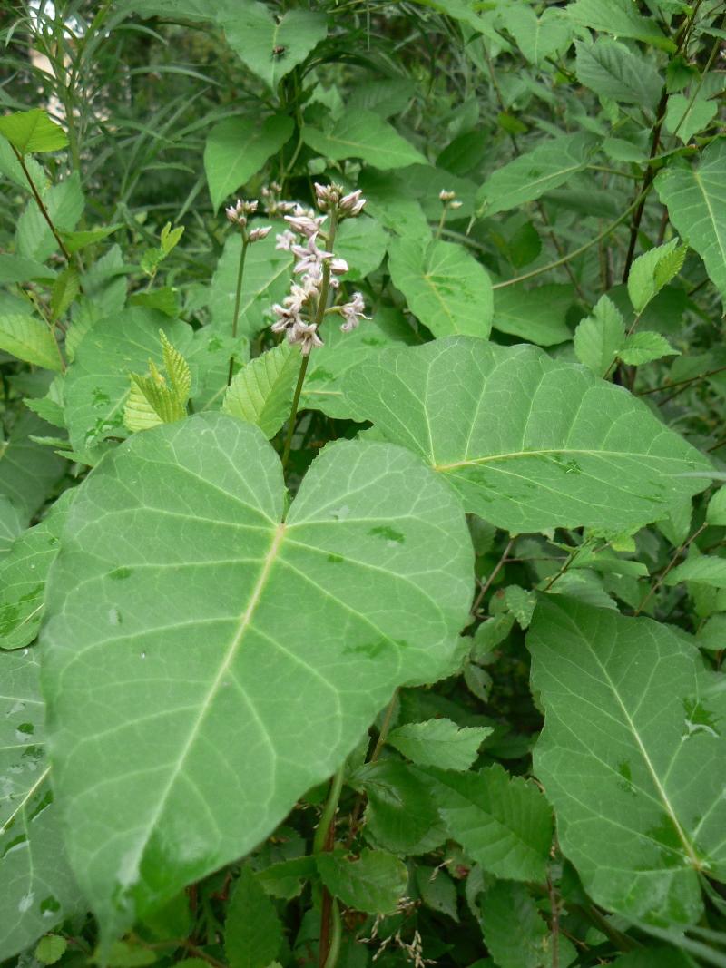 Image of Metaplexis japonica specimen.