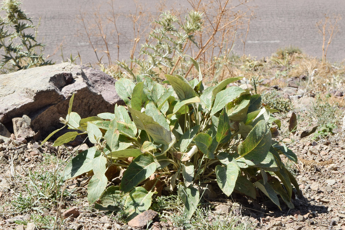 Image of Phlomis sewerzowii specimen.