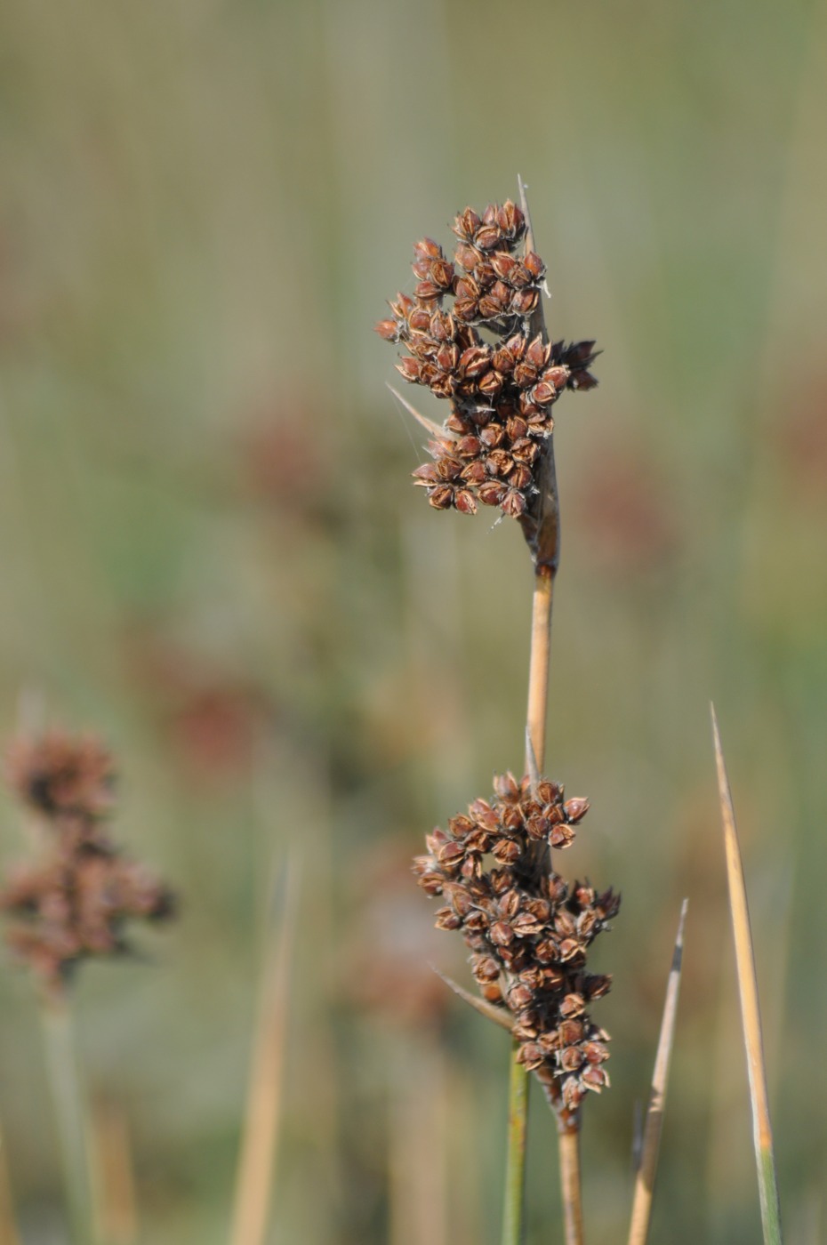 Изображение особи Juncus acutus.