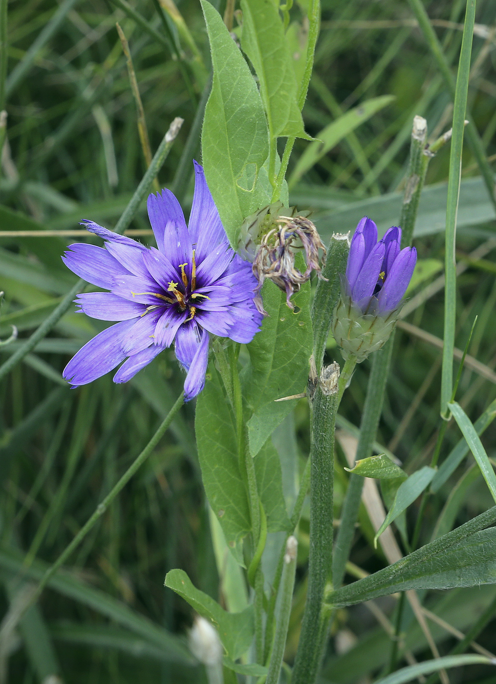 Image of Catananche caerulea specimen.