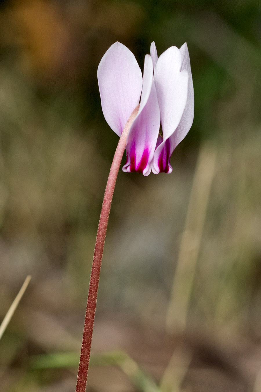 Image of Cyclamen hederifolium ssp. confusum specimen.