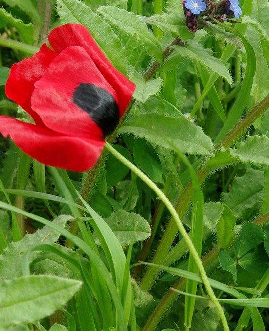 Изображение особи Papaver commutatum.