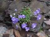 Campanula saxifraga