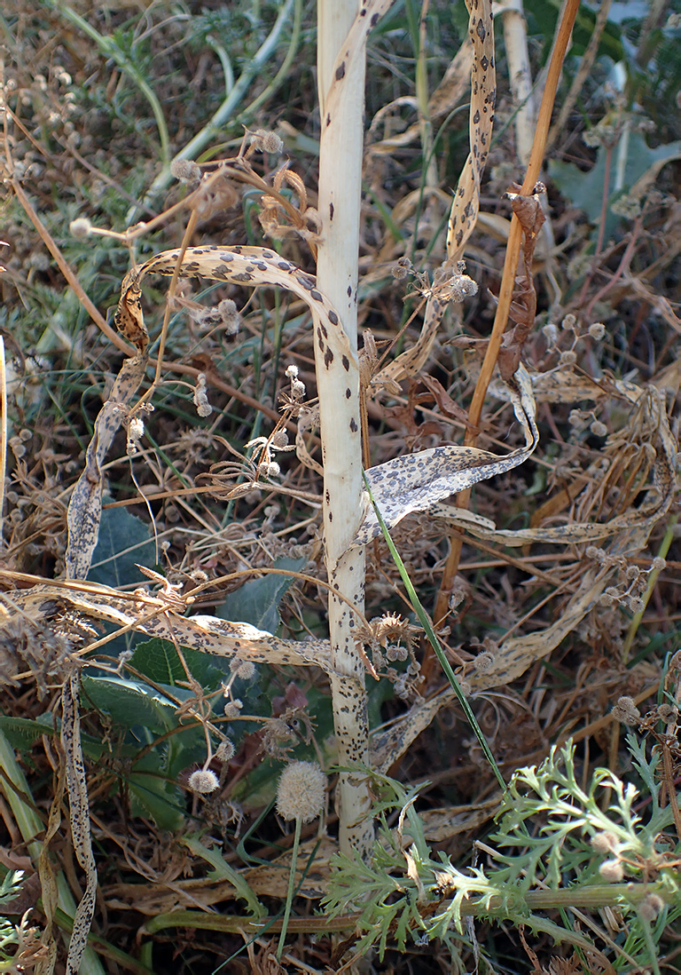 Image of Allium polyanthum specimen.