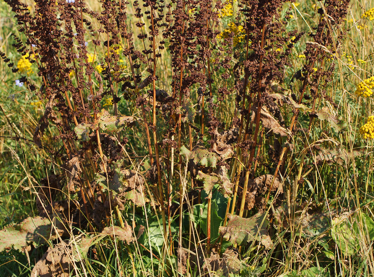 Image of Rumex confertus specimen.