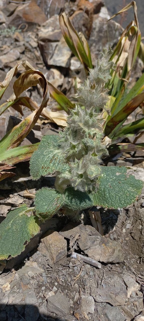 Image of Phlomoides hypoviridis specimen.