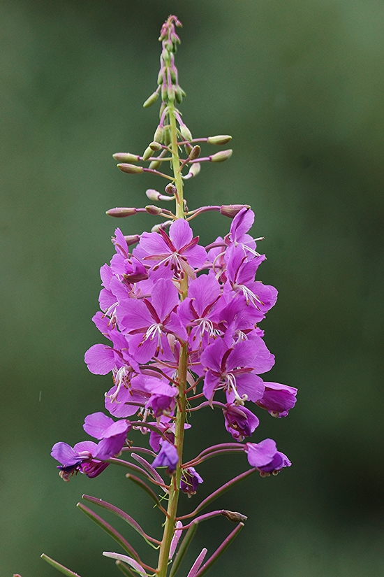 Image of Chamaenerion angustifolium specimen.