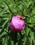 Paeonia anomala. Бутон. Алтай, Онгудайский р-н, окр. пер. Семинский, луг. 11 июня 2022 г.