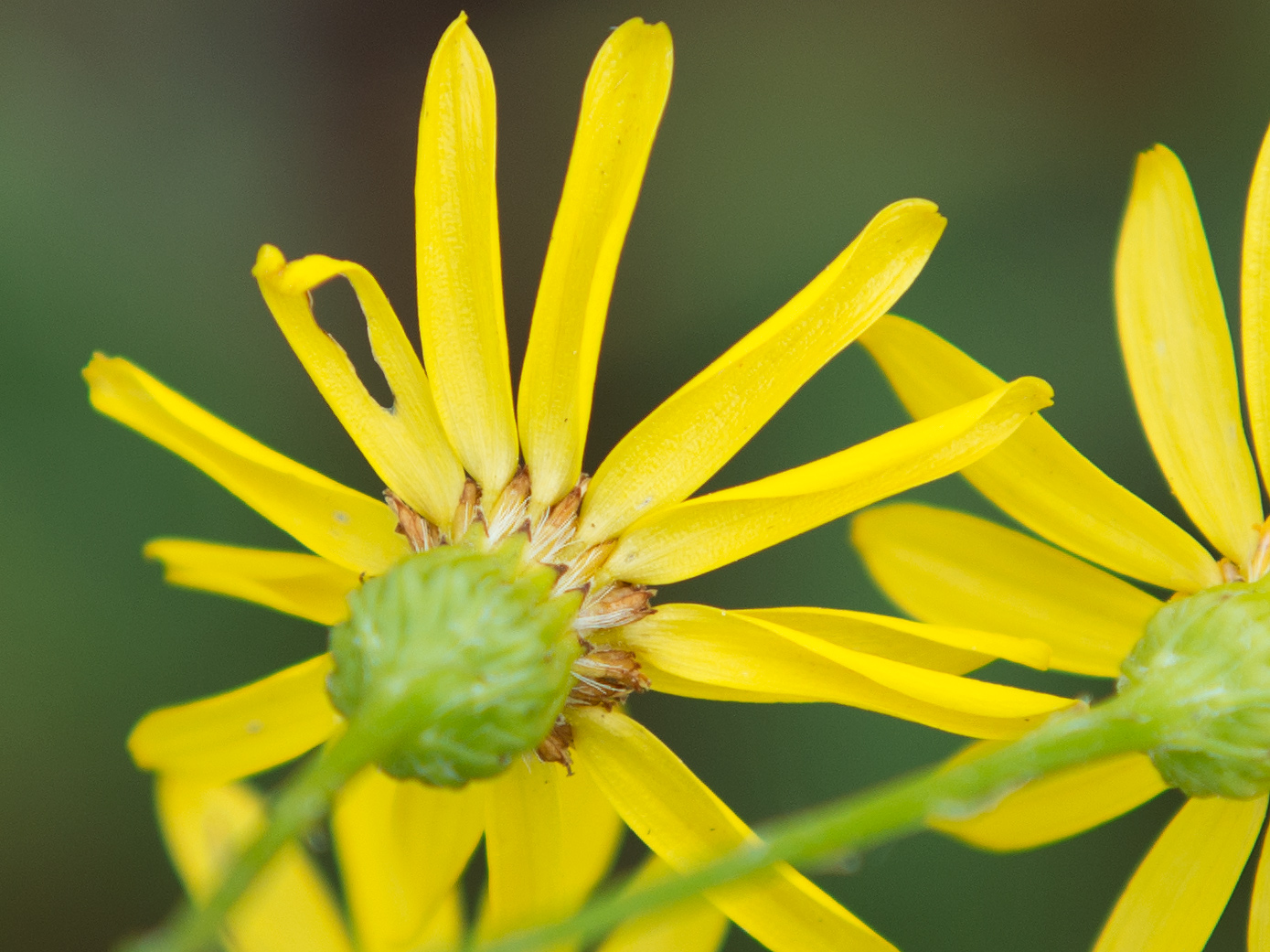 Изображение особи Senecio jacobaea.