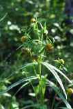 Bidens cernua