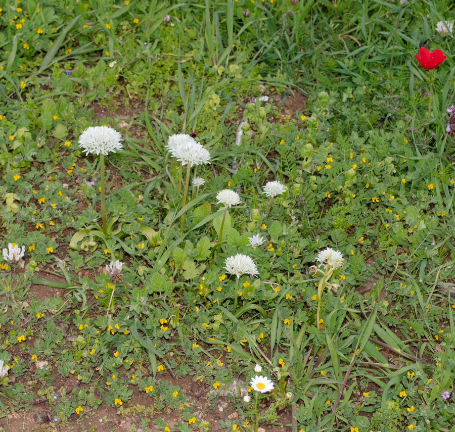 Image of Allium israeliticum specimen.